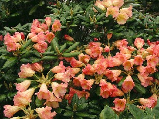 P5121100_yaku_x_citriniflorum Rhododendron yakushimanum x citrinifolium