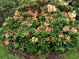 P5121101_yaku_x_citriniflorum Rhododendron yakushimanum x citrinifolium