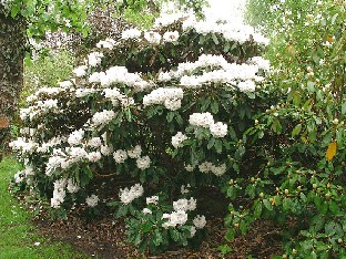 P5121103_Great_Dane Rhododendron 'Great Dane'