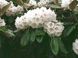P5121104_Great_Dane Rhododendron 'Great Dane'