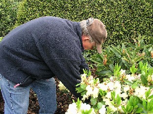 P5121106_Jens_Birck_risteyttämässä Jens Birck pollinating Rhododendron x nikomontanum . Jens told me that nikomontanum is a good parent in hybridization.