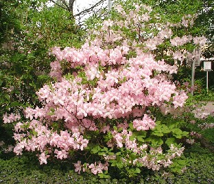 P5100940_schlippenbachii Rhododendron schlippenbachii