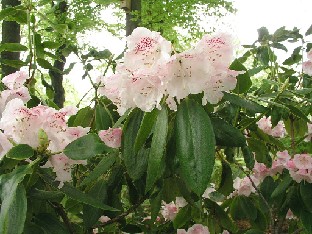 P5100942_anwheiense Rhododendron anwheiense