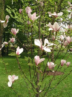 P5100943_Magnolia_Lina Magnolia 'Lina'