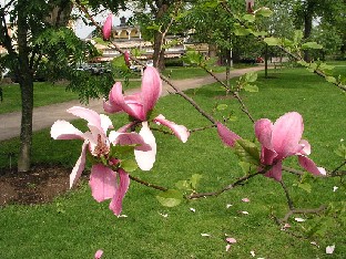 P5100946_Magnolia_liliiflora_Galaxy Magnolia liliiflora 'Galaxy'