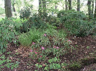 P5100949_lajeja_turpeen_päällä Rhododendron species planted on peat. Alppiruusulajeja istutettuna turpeseen.