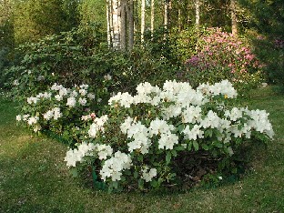 P5090932_Flava_x_aureum_var_gulare Rhododendron 'Flava' x aureum