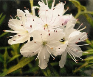 diversipilosum_x_fastigiatum_Kihlman Rhododendron diversipilosum x fastigiatum , cross by Irma and Bengt Kihlman