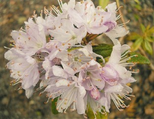 diversipilosum_x_russatum_Kihlman Rhododendron diversipilosum x russatum , cross by Irma and Bengt Kihlman