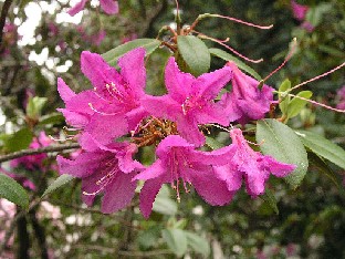 P5121114_concinnum Rhododendron concinnum