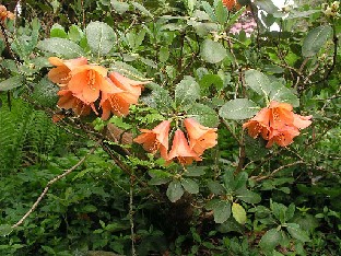 P5121115_cinnabarinum_lajike Rhododendron cinnabarinum hybrid