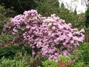 P5121116_oreotrephes Rhododendron oreotrephes