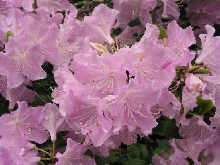 P5121120_oreotrephes Rhododendron oreotrephes