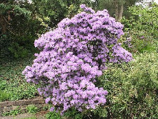 P5121122_augustinii Rhododendron augustinii