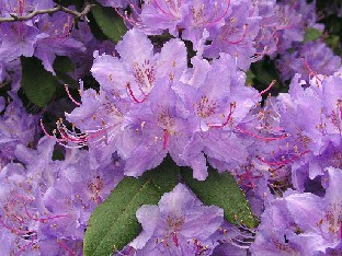 P5121124_augustinii Rhododendron augustinii