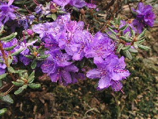 P5121126_tapetiforme Rhododendron tapetiforme