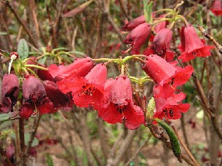 P5121128_temenium Rhododendron temenium