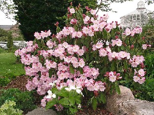 P5121129_fortunei Rhododendron fortunei