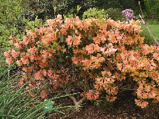 P5121130_ehka_cinna-lajike_kyltti_vain_Rhododendron ( Rhododendron ambiguum x cinnabarinum Concatenans) hybrid by Hobbie?