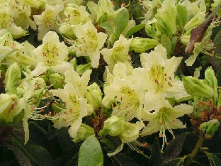 P5121132_ambiguum Rhododendron ambiguum