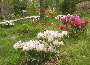 P6212249_PMA_ja muita_rhodoja_1024px Rhododendrons 'P.M.A. Tigerstedt', 'Nova Zembla', ... Alppiruusut 'P.M.A. Tigerstedt', 'Nova Zembla', ...
