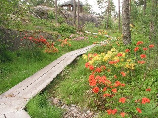 P6272506_pitkospuut_grillikatokselle_pain_1024px Azaleas bloomed along the wooden causeway Atsaleat kukkivat pitkospuun varrella