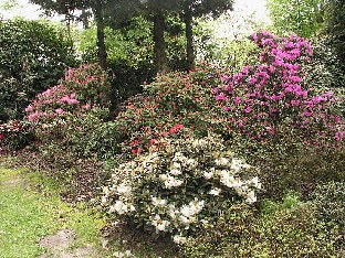 P5131227_Rhodohaven_lajikkeita Rhododendron hybrids