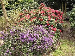 P5131228_violettia_ja_punaista Rhododendron hybrids