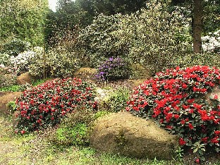 P5131235_Rhodohaven_punakukkaisia Rhododendron hybrids