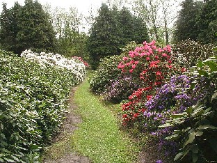 P5131236_lajikkeita_molemmin_puolin Rhododendron hybrids