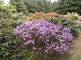 P5131237_violettikukkainen_lepidootti Rhododendron hybrids