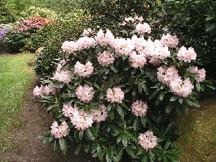 P5131238_kauniskukkainen_lehtinen_lajike Rhododendron hybrid