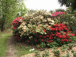 P5131243_punaista_ja_kellertävää Rhododendron hybrids