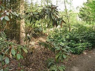 P5131249_lajipuutarhan_sisaankaynti Rhododendron species lajeja