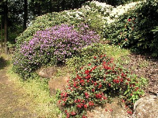 P5131252_lajipuutarhassa Rhododendron species lajeja