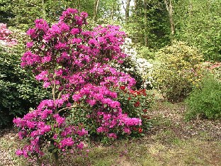 P5131258_taitaapi_olla_concinnum Rhododendron concinnum