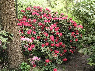 P5131271_paljon_punaista Rhododendrons in the species park Alppiruusujen lajipuistossa