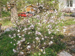 P5090904_Magnolia_kallion_kolossa Magnolia 'Leonard 'Messel'