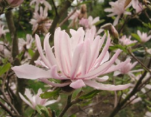 P5090909_Magnolia_stellata_Chrysanthemiflora Magnolia stellata 'Chrysanthemiflora'