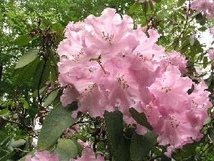 P5111008_souliei Rhododendron souliei