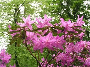 P5111013_concinnum_var_pseudoyanthinum Rhododendron concinnum ssp. pseudoyanthinum