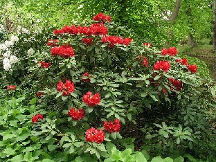 P5111016_JN122 Rhododendron JN122, R. catacosmum ?
