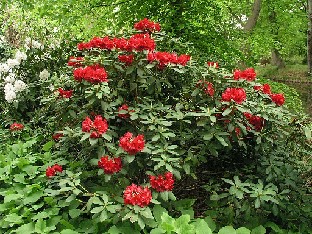P5111016_JN122 Rhododendron JN122, R. catacosmum ?