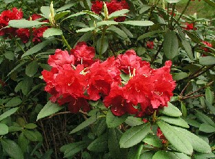 P5111017_JN122 Rhododendron JN122, R. catacosmum ?