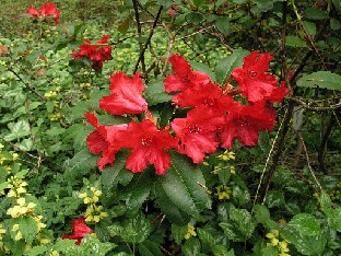 P5111018_Bad_Eilsen Rhododendron 'Bad Eilsen'