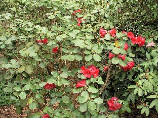P5111021_thomsonii Rhododendron thomsonii