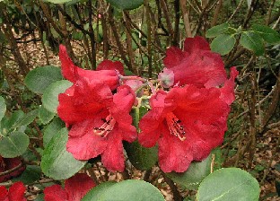 P5111022_thomsonii_Sofiero Rhododendron thomsonii