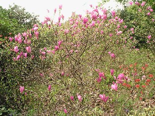 P5111024_Magnolia_ei_kylttiä Magnolia