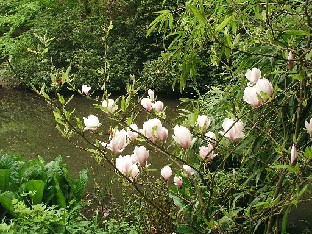 P5111027_Magnolia_lammen_rannalla Magnolia