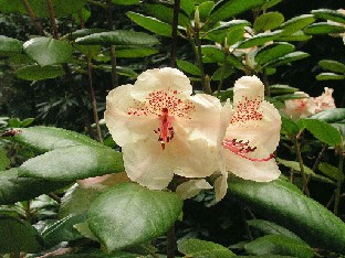 P5111029_Viscy_suuri_kukka Rhododendron 'Viscy'
